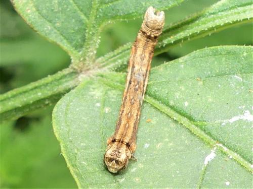 Ectropis crepuscularia